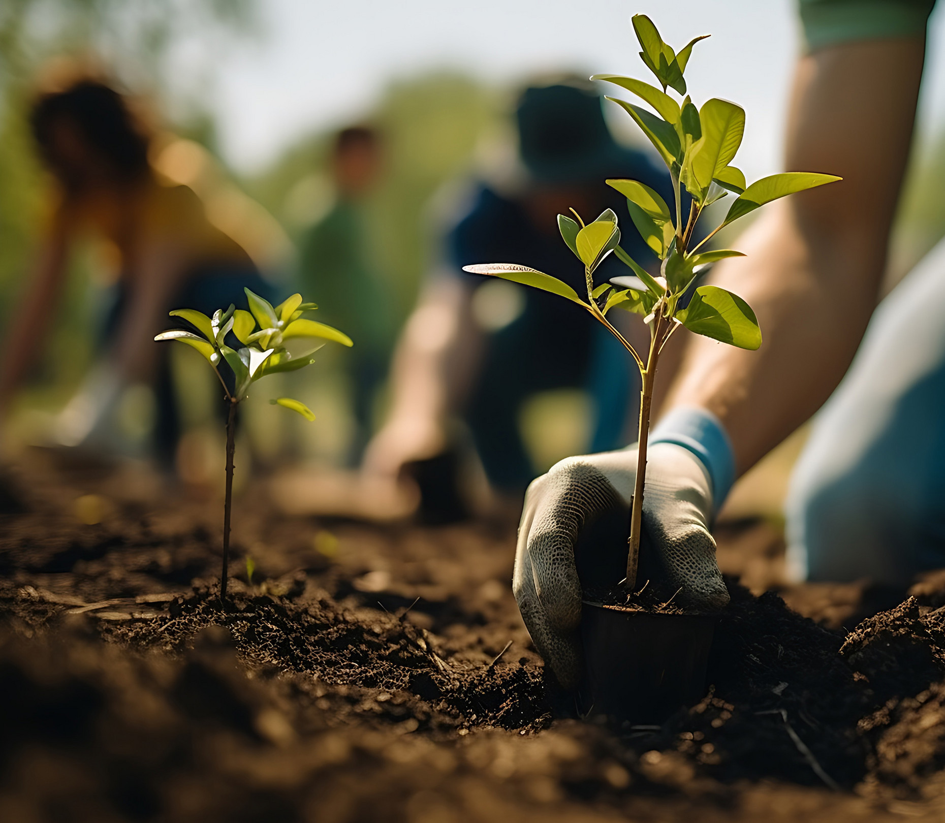 Hände setzen junge Pflanzen in die Erde